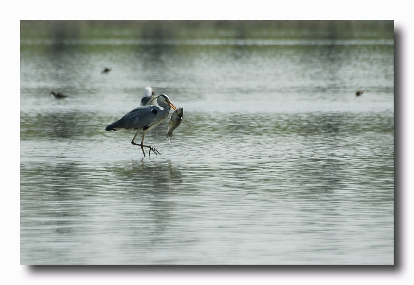 Airone cenerino - Ardea cinerea